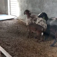 میش وبره زل