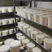 تولید و توزیع لبنیات محلی|خوردنی و آشامیدنی|کرمان, |دیوار