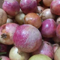 فروش فوری انار شیرین|خوردنی و آشامیدنی|قم, باجک دو|دیوار