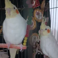 جوجه عروس هلندی ، دانه خور|پرنده|مشهد, شهید علی محمدی|دیوار