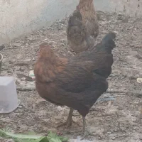 مرغ رسمی و خروس|حیوانات مزرعه|قم, شهرک امام حسین|دیوار