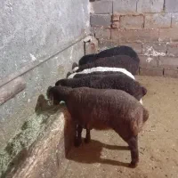 گوسفند بره دار با بره درشت