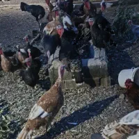 فروش بوقلمون