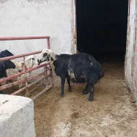 فوچ کله سفید عروسک|حیوانات مزرعه|لیلان, |دیوار