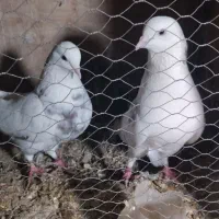 کفتر پرشی|پرنده|پاکدشت, پاکدشت (مامازند)|دیوار