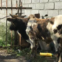 ورزا کوله|حیوانات مزرعه|عباس‌آباد, |دیوار