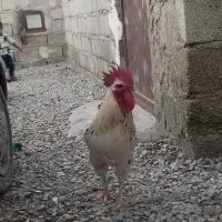 فروشی‌است|حیوانات مزرعه|سراوان, |دیوار