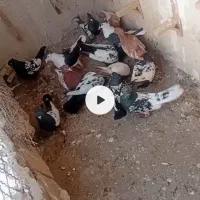 کفتر جفتگاه