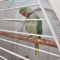 شاه طوطی