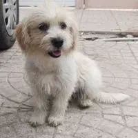 سگ شیتزوشیطون دوست داشتنی