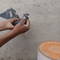 کبوتر|پرنده|کارون, |دیوار