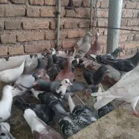 کبوتر مسافتی پلاکی آلمانی