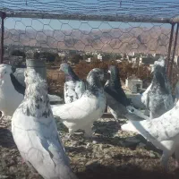 کبوتر|پرنده|شاهرود, |دیوار