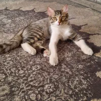 واگذاری رایگان ۲ گربه باهم