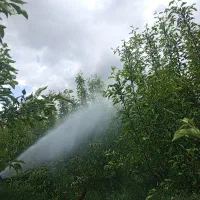 سم پاشی باغات