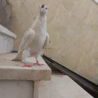 کفتر دستی|پرنده|اردکان, |دیوار