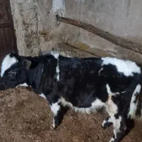 گوساله پرواری