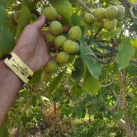 تولید نهال گردو ژنوتیپ پیوندی|خدمات باغبانی و درختکاری|دهگلان, |دیوار