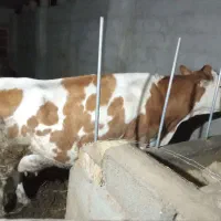 فروش گاو شیری همراه گوساله|حیوانات مزرعه|باشتین, |دیوار