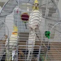 نر و ماده لوتینو