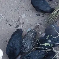 بوقلمون|حیوانات مزرعه|بم, |دیوار