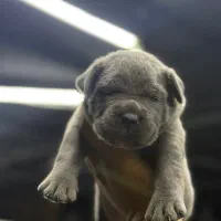 سگ کنکورسو ماستیف|سگ|ری, جوانمرد قصاب|دیوار