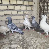 کبوتر