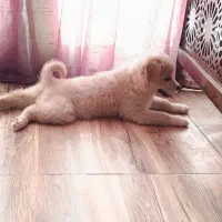 سگ پاپی بازی گوش|سگ|اصفهان, جلالیه|دیوار