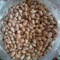 لوبیا چیتی محلی