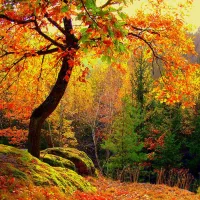 تور جنگل پاییزی