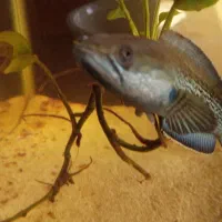 ماهی چانا استیوارتی