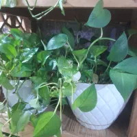 ۸ عدد گلدان پتوس مناسب دیوار کوب یا راه پله ای|گل و گیاه طبیعی|اسلام‌شهر, شهرک واوان|دیوار