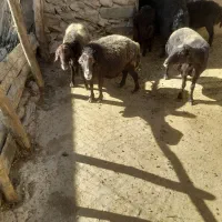 سه تا گوسفند خوب