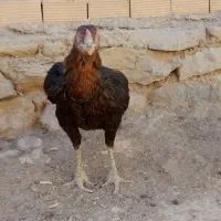 مرغ لاری افغان|حیوانات مزرعه|الشتر, |دیوار