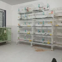 پرنده