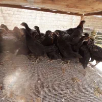 نیمچه مشکی بلک