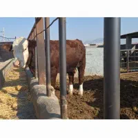 سمینتال نر شرابی نژاداصیل