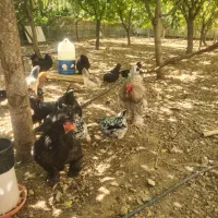 برهما ایام سمانی گلین جنگلی اصل