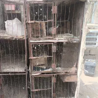 عروس هندی