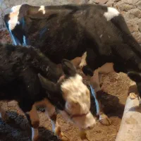 گاو‌گوساله‌نر‌سیمینتال