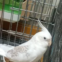 تعدادی عروس هلندی