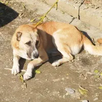 سگ چوپانی و شکاری