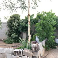مزرعه پرورش شترمرغ|فروش دفتر صنعتی، کشاورزی، تجاری|شاهین‌شهر, مورچه خورت|دیوار