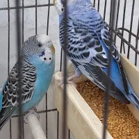 مرغ عشق نروماده|پرنده|شاهدشهر, |دیوار