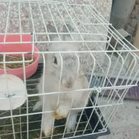 باسلام یک عدد خرگوش با قفس بفروش میرسد
