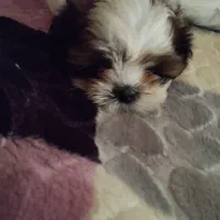 واگذاری سگ|سگ|بهارستان, |دیوار