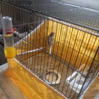 جوجه قناری نر|پرنده|خمینی‌شهر, |دیوار