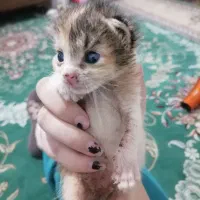 دی ال اچ کالیکو