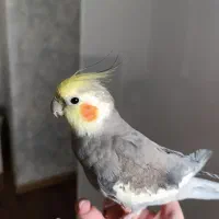 عروس هلندی نر سخنگو