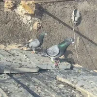 کفتر نرماده پولکی آلمانی